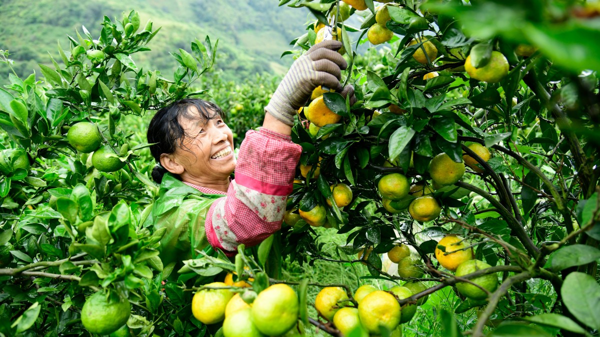云南彌勒：特色水果成為致富產(chǎn)業(yè)